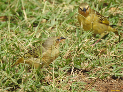 Ploceus castanops