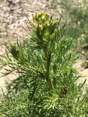 Senecio bipinnatisectus