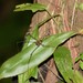Paecilaema chiriquiense - Photo 由 strix_v 所上傳的 (c) strix_v，保留部份權利CC BY-NC