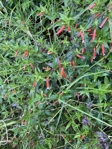 Cuphea ignea observed 2024-02-13