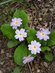Primula vulgaris rubra
