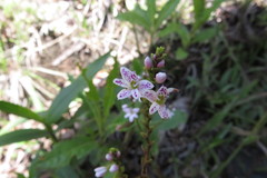 Epidendrum fimbriatum