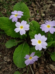 Primula vulgaris rubra