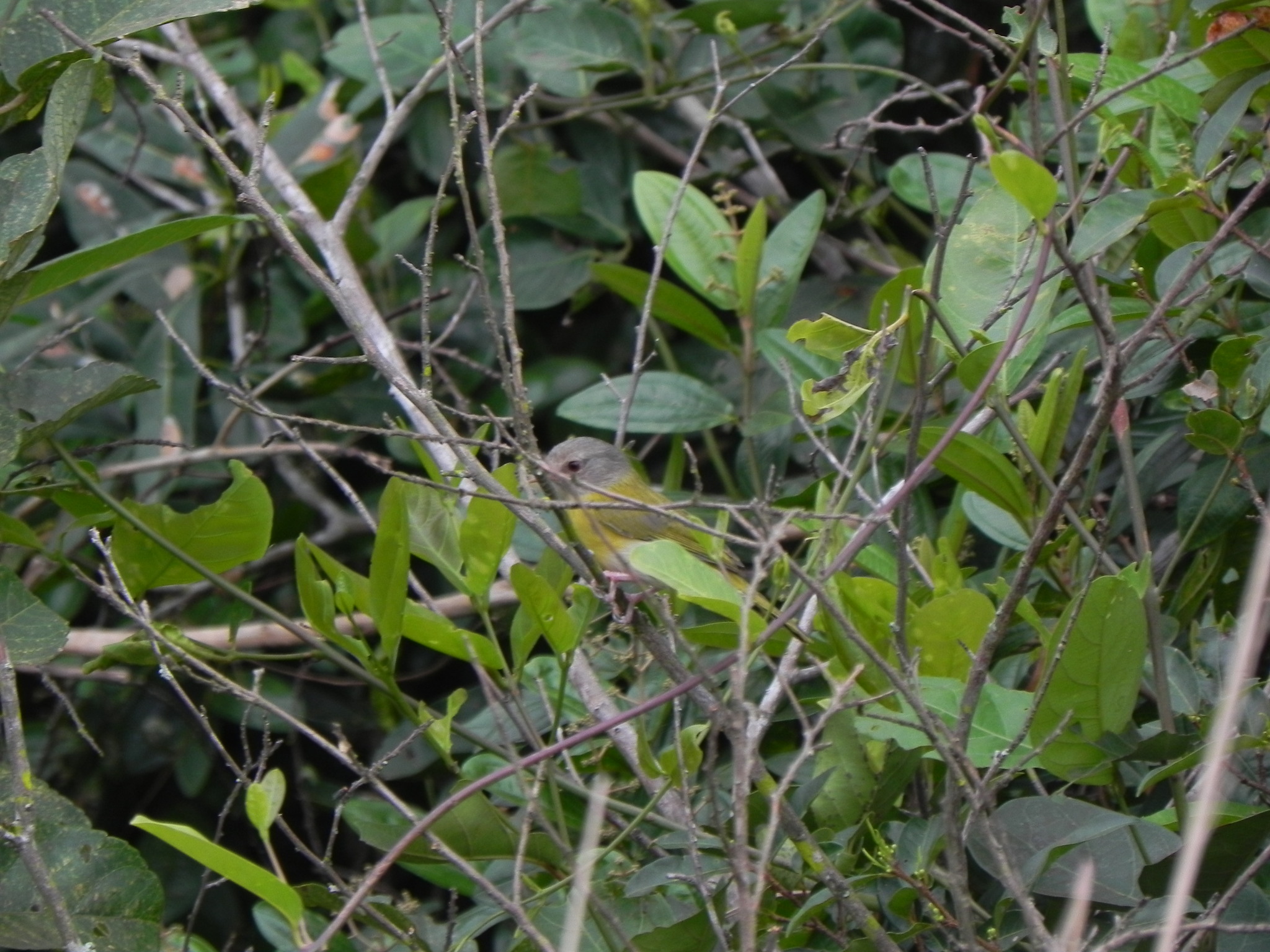 Ashy-headed Greenlet (Hylophilus pectoralis), photo 7