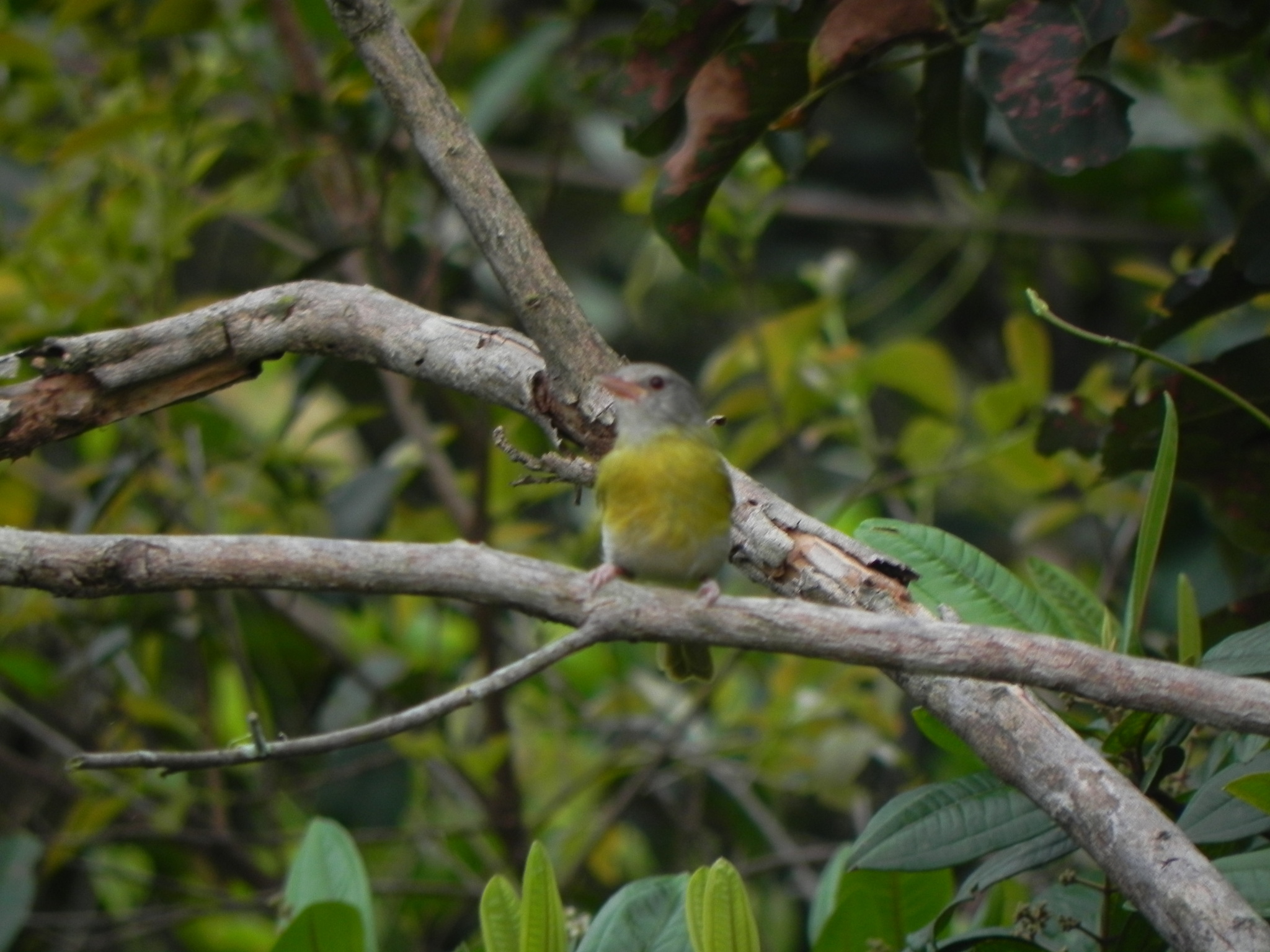 Ashy-headed Greenlet (Hylophilus pectoralis), photo 8