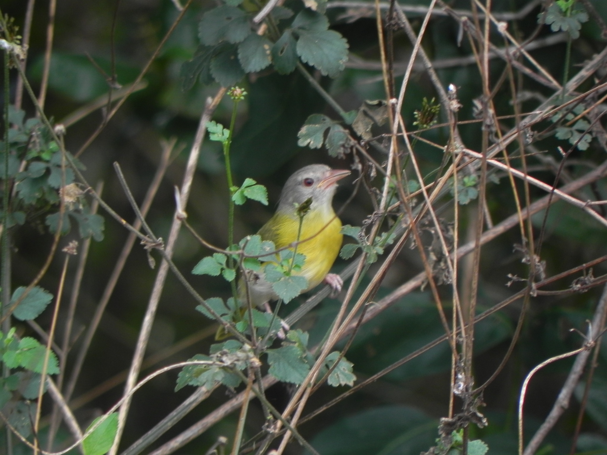 Ashy-headed Greenlet (Hylophilus pectoralis), photo 6