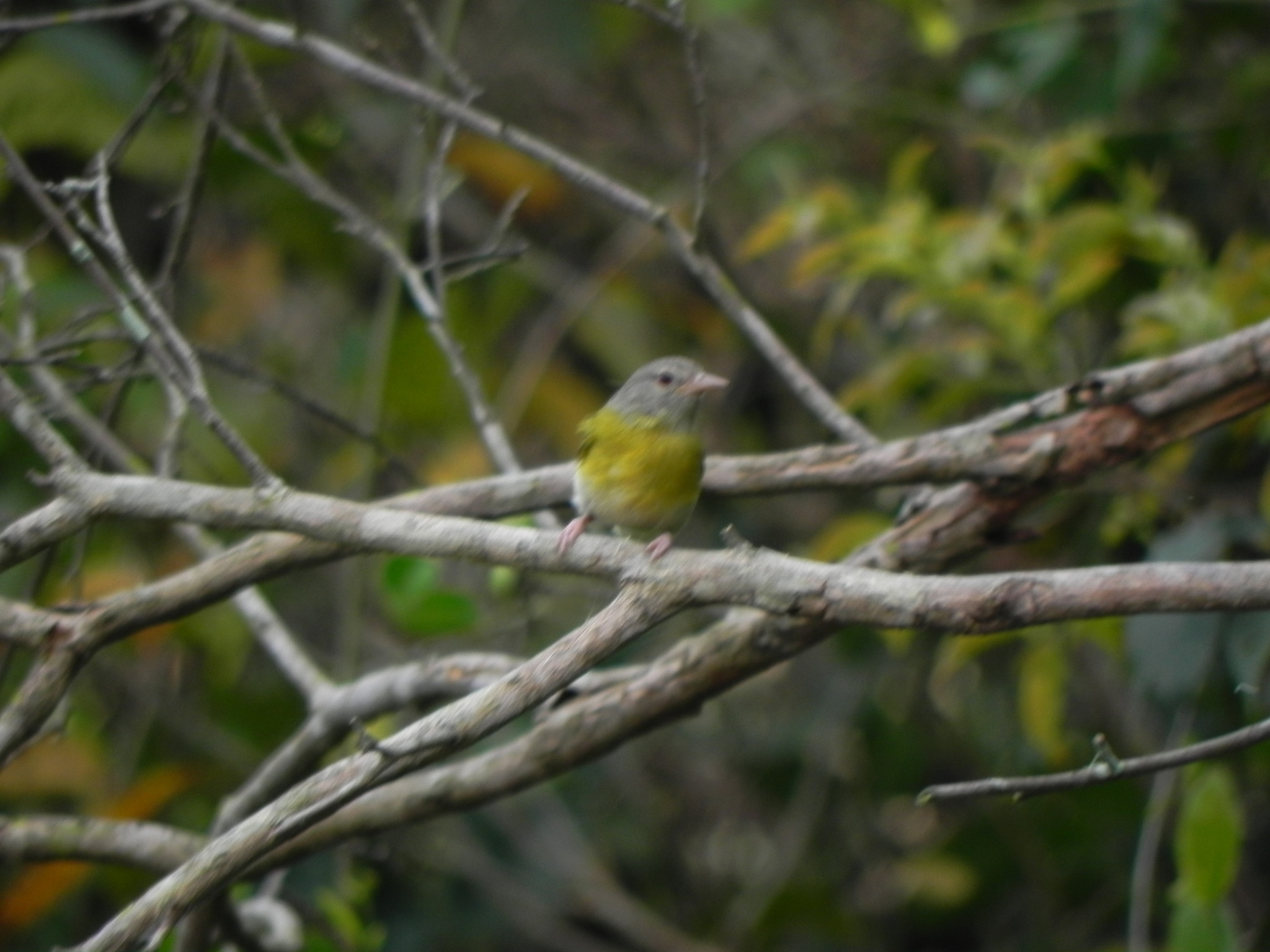 Ashy-headed Greenlet (Hylophilus pectoralis), photo 9