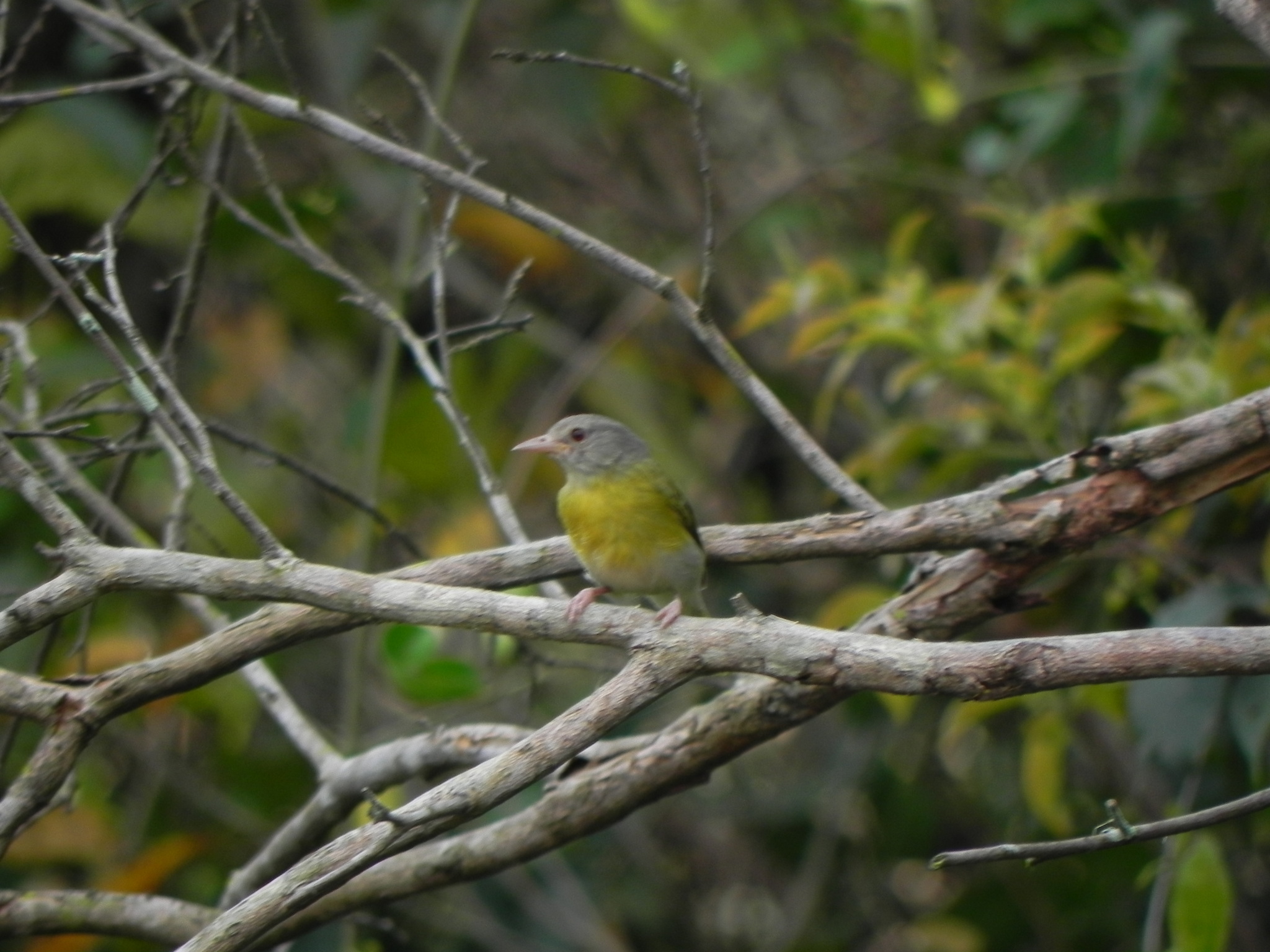 Ashy-headed Greenlet (Hylophilus pectoralis), photo 10