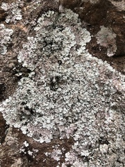 Lepraria normandinoides