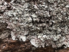 Lepraria normandinoides