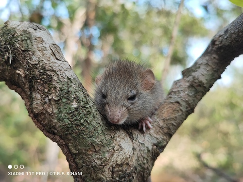 Gray Leaf-eared Mouse