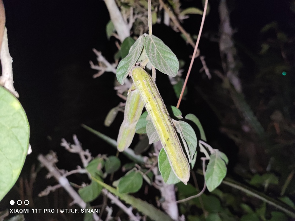 Canavalia palmeri