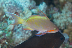 Pseudanthias huchtii