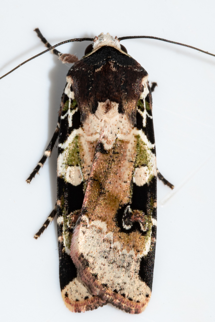 Mentaxya