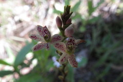 Epidendrum fimbriatum