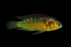 Egyptian Mouthbrooder photo 3