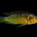 Pseudocrenilabrus multicolor victoriae - Photo (c) Joshua Rains, algunos derechos reservados (CC BY-NC), subido por Joshua Rains