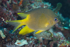 Amblyglyphidodon aureus