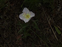 Oenothera triloba