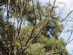 Merops lafresnayii