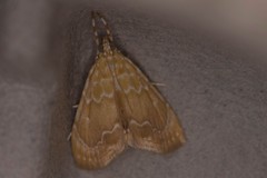 Glaphyriinae