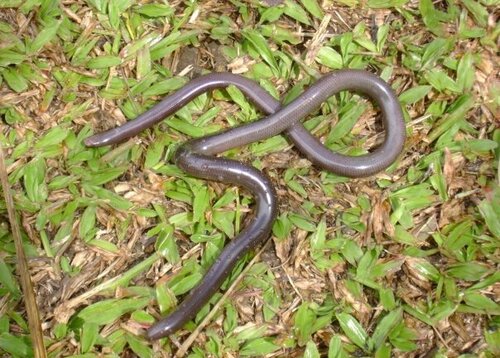 Dominican Worm Snake