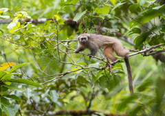 Andean Titi Monkey photo 2