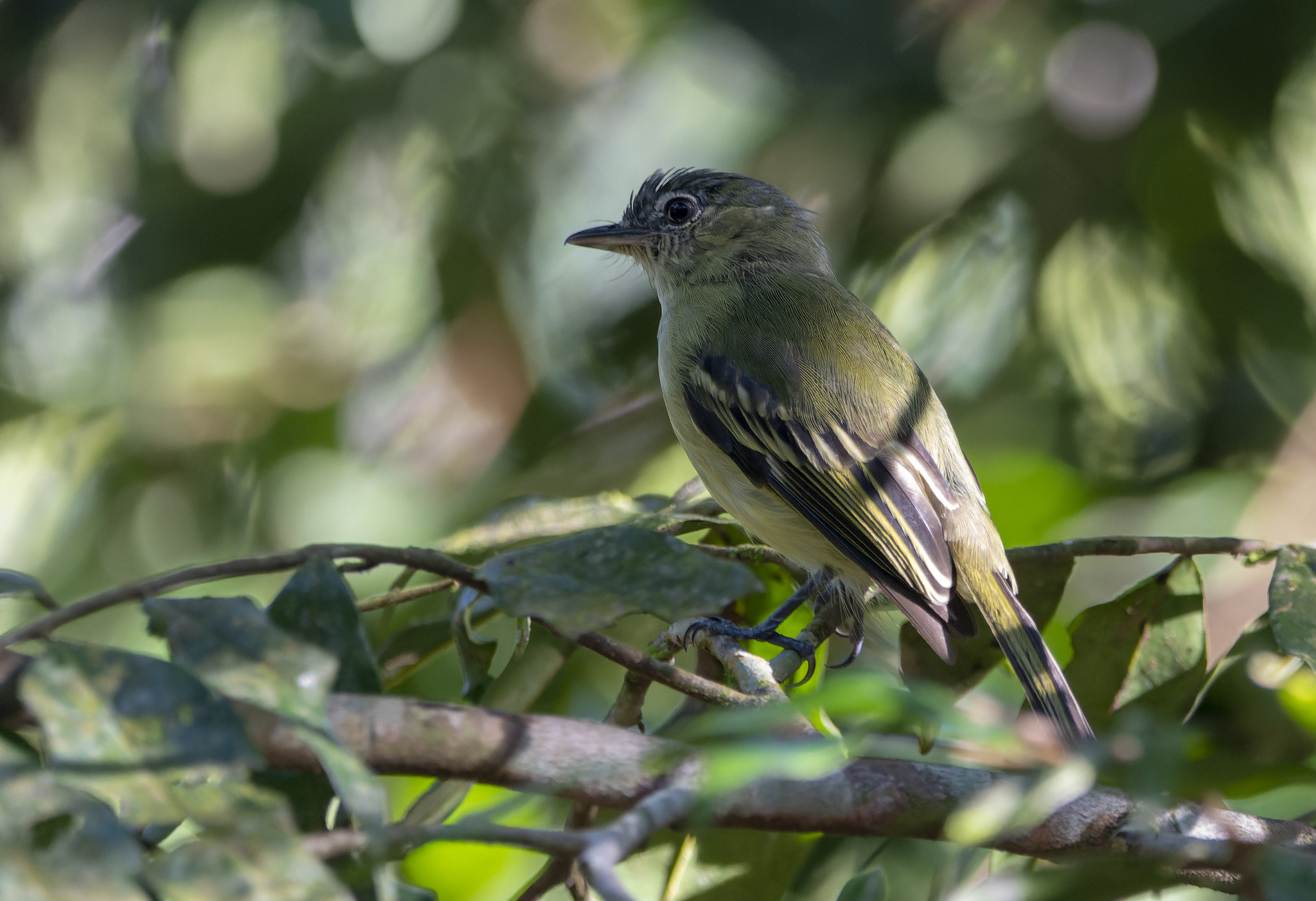 Yellow-margined Flatbill (Tolmomyias assimilis), photo 4