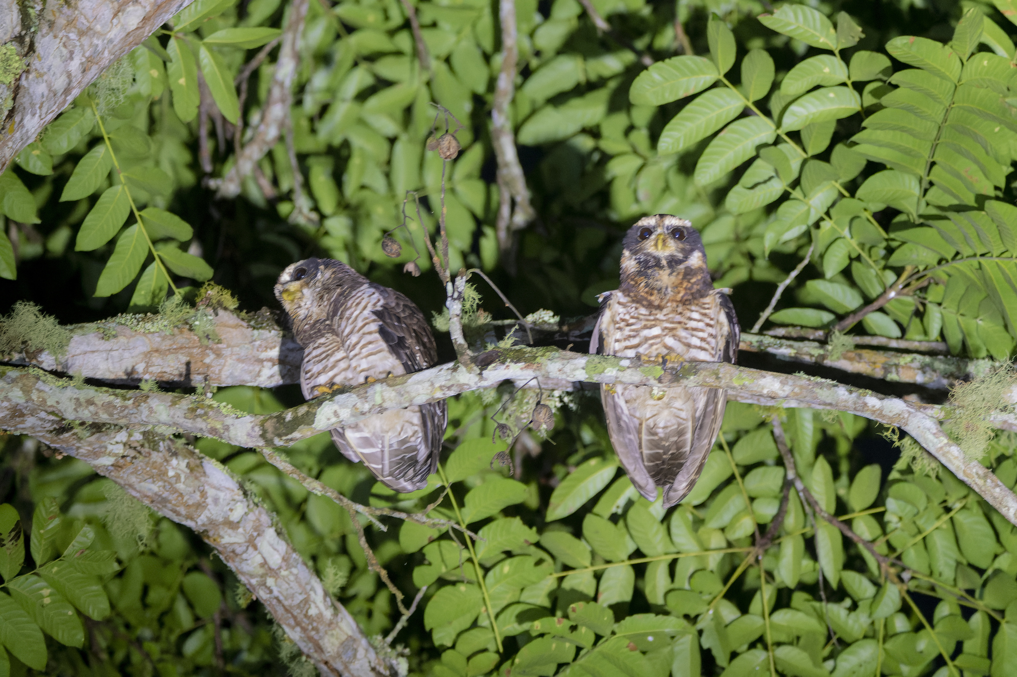 Band-bellied Owl (Pulsatrix melanota), photo 10