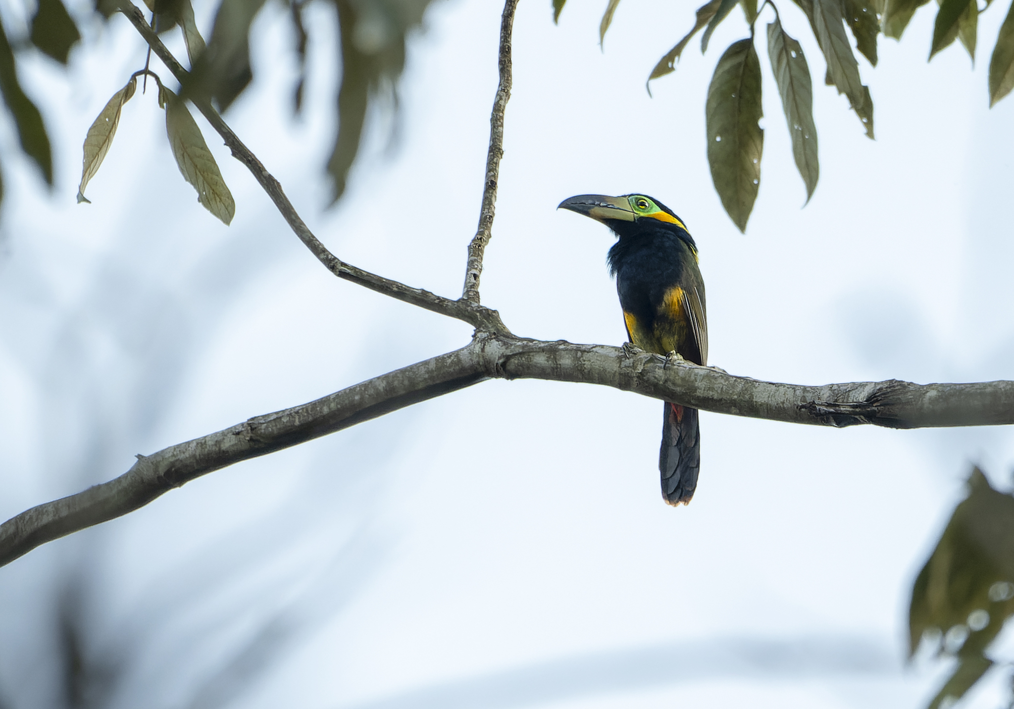 Golden-collared Toucanet (Selenidera reinwardtii), photo 5