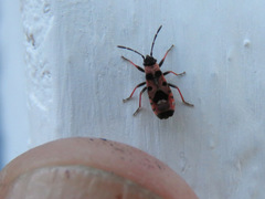 Horvathiolus guttatus