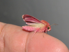 Heliothis incarnata