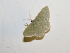 Phaiogramma etruscaria