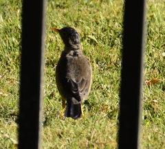 Turdus falcklandii