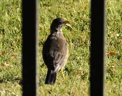 Turdus falcklandii