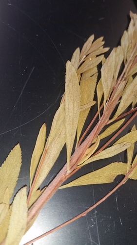 Spiraea thunbergii