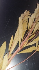 Spiraea thunbergii