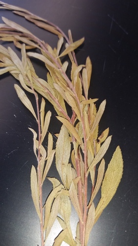 Spiraea thunbergii