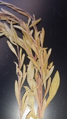 Spiraea thunbergii