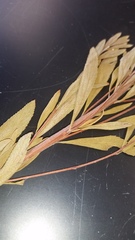 Spiraea thunbergii
