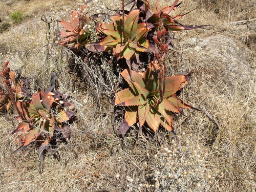 Aloe steudneri