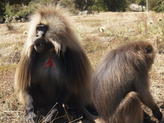 Theropithecus gelada