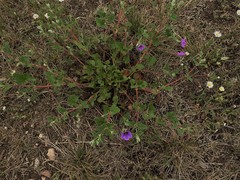 Erodium texanum