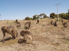 Theropithecus gelada