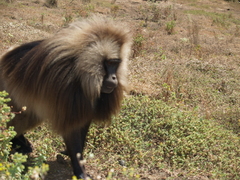 Theropithecus gelada