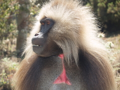 Theropithecus gelada