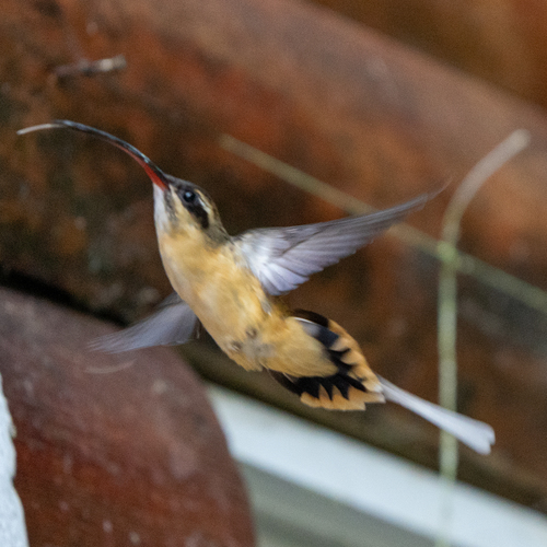 Tawny-bellied Hermit (Phaethornis syrmatophorus), photo 6