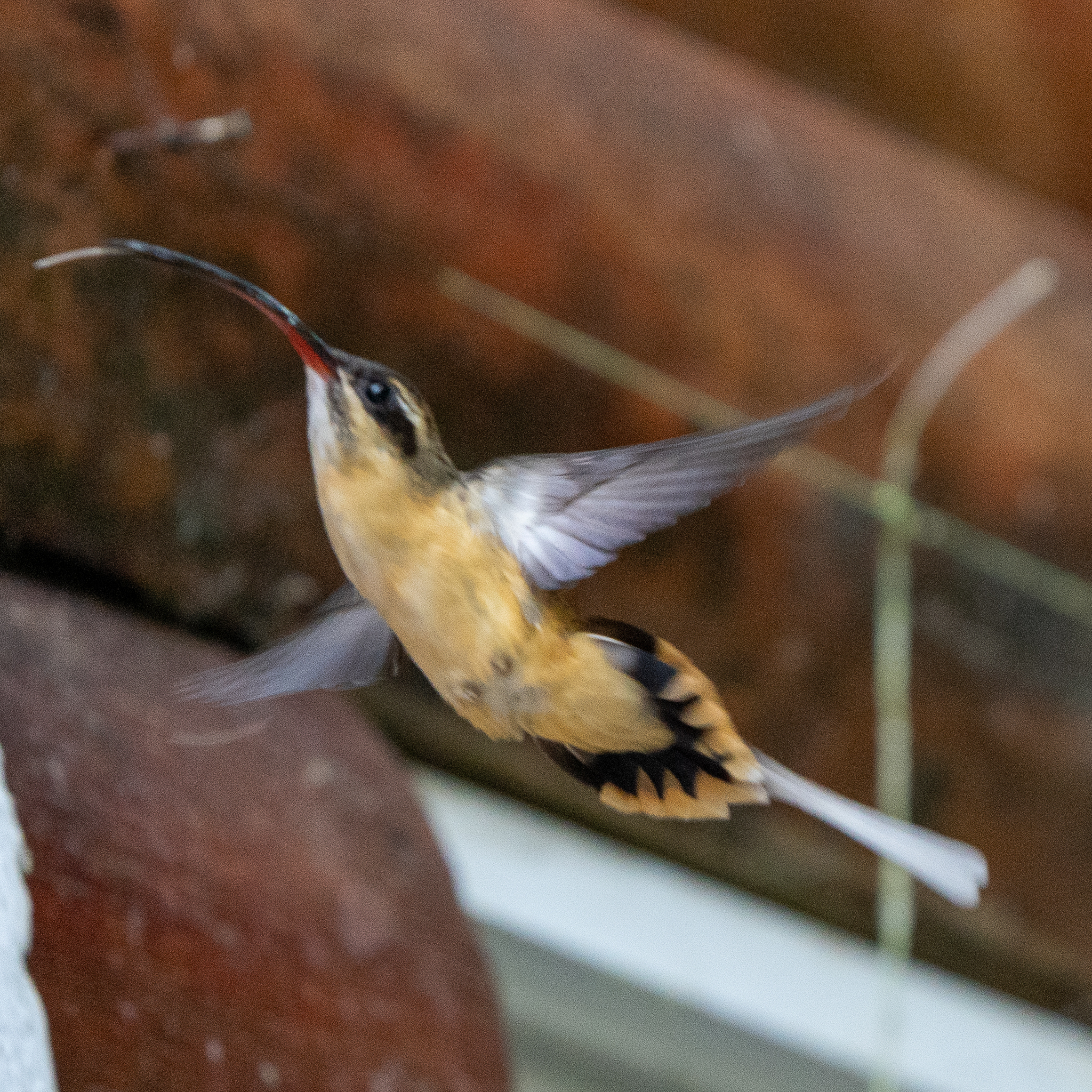 Tawny-bellied Hermit (Phaethornis syrmatophorus), photo 7