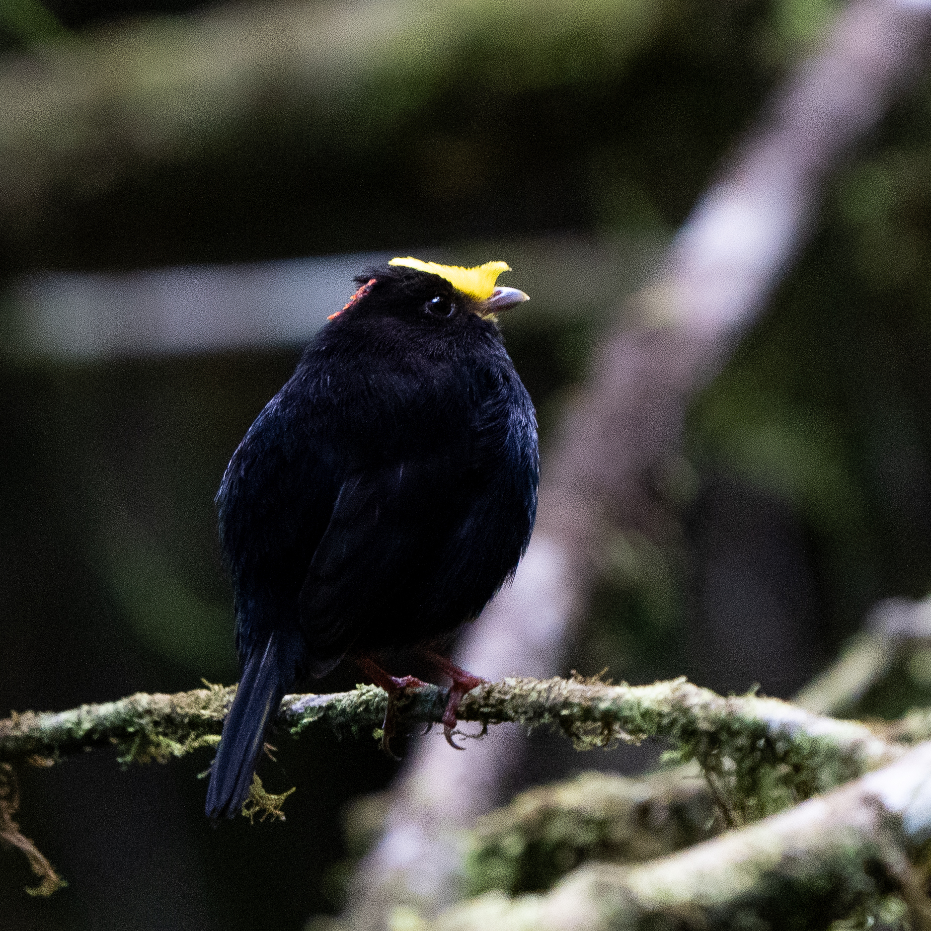 Golden-winged Manakin (Masius chrysopterus), photo 8