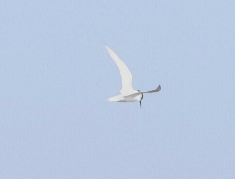 Damara Tern (Sternula balaenarum), photo 6